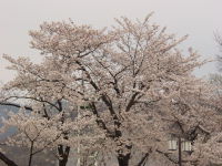 Dsc02777